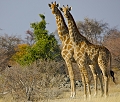  Etosha 
 girafe 
 Namibie 