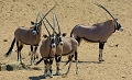  namibie 
 oryx 