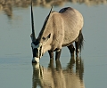  etosha 
 namibie 
 oryx 