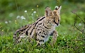  serval 
 tanzanie 