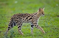  serval 
 tanzanie 