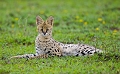  serval 
 tanzanie 