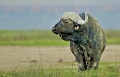  buffle 
 ngorongoro 
 Tanzanie 