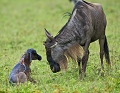  gnou 
 naissance
 Tanzanie 
 