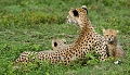 la protection de jeunes guépards est un souci permanent pour la mère; elle ne peut lutter contre les grands prédateurs ; il arrive fréquemment qu'un jeune soit capturé par une hyène en maraude guepard 
 Tanzanie 