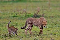 ce matin là , deux félins se sont rencontrés , un chat sauvage et des guépards ; visiblement ils ne font pas bons ménage guepard 
 Tanzanie
chat sauvage 