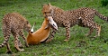 Après trois tentatives infructueuses, une mère guépard a réussi à chasser une gazelle de thomson dont s'emparent rapidement ses jeunes 

 chasse 
 gazelle de thomson 
 guepard 

 Tanzanie 