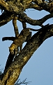  leopard 
 Tanzanie 