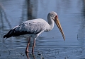  Tantale ibis 
Botswana 