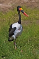  jabiru 
 tanzanie 
 tarangire 