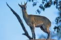 Antilope que l'on rencontre sur les affleurements rocheux , l'oréotrague possède des sabots spéciaux lui permettant de sauter sur des rochers lisses ; son pelage formé de poils creux et rêches le protège des températures extrèmes . oréotrague
Afrique du sud 
Kruger national park 