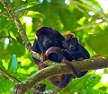 Tout en haut sous la canopée, une mère et son jeune me regardent ; non sans difficulté j'oriente mon téléobjectif à la verticale pour saisir ce moment rare. Singe hurleur, primates, Thierry Duval, forêt amazonienne. 