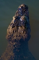  brésil
pantanal
portrait de caiman
transpantaneira 