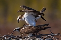  Balbuzard pêcheur 
nid de balbuzard pêcheur
reproduction du Balbuzard pêcheur
Finlande 
Osprey 