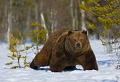  Ours brun 
finlande
carèlie 