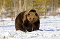  ours brun
carèlie
finlande 