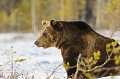  Ours brun
finlande
carèlie 