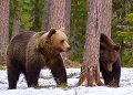  Ours brun
finlande
carèlie 