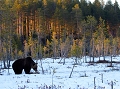  Ours brun
finlande
carèlie 