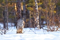  Autour des palombes
finlande 