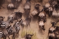 le "crossing" précipite le troupeau de gnous et de zèbres dans la rivière Mara qu'il traverse pour gagner l'autre rive. afrique 
 crossing 
 kenya 
 masai mara 
 migration des gnous 
 photographie animaliere 
 riviere mara 