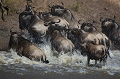  kenya 
 masai mara 
 migration des gnous 
 photographie animaliere 
 savane 
 traversee riviere mara 
afrique 