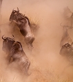  kenya 
 masai mara 
 migration des gnous 
 photographie animaliere 
 poussiere 
 savane 
 photographe animalier
 afrique 