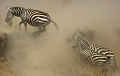  afrique 
 kenya 
 masai mara 
 migration 
 photographie animaliere 
 zèbre de Burshell 
photographe animalier
crossing 