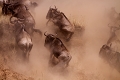  kenya 
 masai mara 
 migration des gnous 
 photographie animaliere 
 poussiere 
 savane 
afrique
photographe animalier 