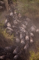 ascension de la rive par les gnous afrique 
 kenya 
 masai mara 
 migration des gnous 
 photographie animaliere 
 savane 
photographe animalier 