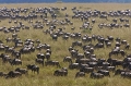 Les gnous changent de pâturages en fonction des pluies; c'est pourquoi ils traversent souvent  la rivère Mara pendant leur séjour au Kenya. afrique 
 kenya 
 masai mara 
 migration des gnous 
 photograhe animalier 
 photographie animaliere 
 savane 