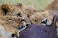  animaux d'afrique 
 kenya 
 lion 
 lions mangeant un gnou 
 masai mara 
photographie animalière
photographe animalier 