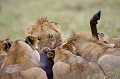 lions mangeant un gnou animaux d'afrique 
 kenya 
 lion 
 lions mangeant un gnou 
 masai mara 
photographie animalière
photographe animalier
afrique 