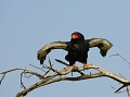  afrique 
 aigle bateleur 
 kenya 
 masai mara 
 photographe animalier 
 photographie animalière 