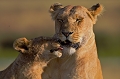  animaux d'afrique 
 kenya 
 lionne et lionceau 
 masai mara 
 photographie animalière 
 savane 
photographe animalier 