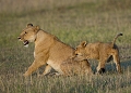 jeu d'une lionne et d'un lionceau animaux d'afrique 
 jeu d'une lionne et d'un  lionceau 
 kenya 
 masai mara 
 photographie animalière 
 savane 
photographe animalier 