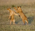  animaux d'afrique 
 jeu de lionceaux 
 kenya 
 masai mara 
 photographie animalière 
 savane 
photographe animalier
afrique 