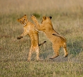  animaux d'afrique 
 jeu de lionceaux 
 kenya 
 masai mara 
 photographie animalieÌ€re 
 savane 