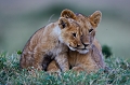  animaux d'afrique 
 kenya 
 lionceau 
 masai mara 
 photo animalière 
 savane 
photographe animalier 