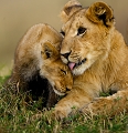  animaux d'afrique 
 kenya 
 lionceaux 
 masai mara 
 photographie animalière 
 savane 
photographe animalier
photographie animalière 
