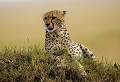  animaux d'afrique 
 guêpard 
 kenya 
 masai mara 
 savane 
 toilette du guêpard 
photographie animalière
photographe animalier 