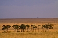  kenya 
 masai mara 
 paysage 
 photographe animalier 
 photographie animalière 
 savane 
afrique
animaux d'afrique 