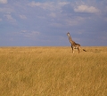  afrique 
 giraffe masai 
 kenya 
 masai mara 
 photographe animalier 
 photographie animalière 
 savane 