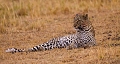  afrique 
 kenya 
 léopard allongé
 masai mara 
 photographe animalier 
 photographie animalière 