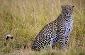  afrique 
 kenya 
 léopard assis 
 masai mara 
 photographie animalière 
 photographe animalier 