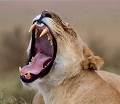 baillement de lionne animaux d'afrique 
 baillement de lionne 
 kenya 
 lionne 
 masai mara 
 savane 
photographie animalière
photographe animalier 