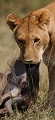 animaux d'afrique 
 kenya 
 lionne tuant un gnou 
 masai mara 
 photographie animalière
photographe animalier 
 savane 