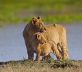  kenya 
 lionceaux
 animaux d'afrique 
 masai mara 
 photographie animalière 
photographe animalier
 savane 
lion 
