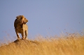  animaux d'afrique 
 kenya 
 lion sur une termitière
 masai mara 
 photographie animalière 
 photographe animalier
 savane 