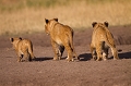  afrique 
 kenya 
 lionceaux 
 masai mara 
 photographe animalier 
 photographie animalière 